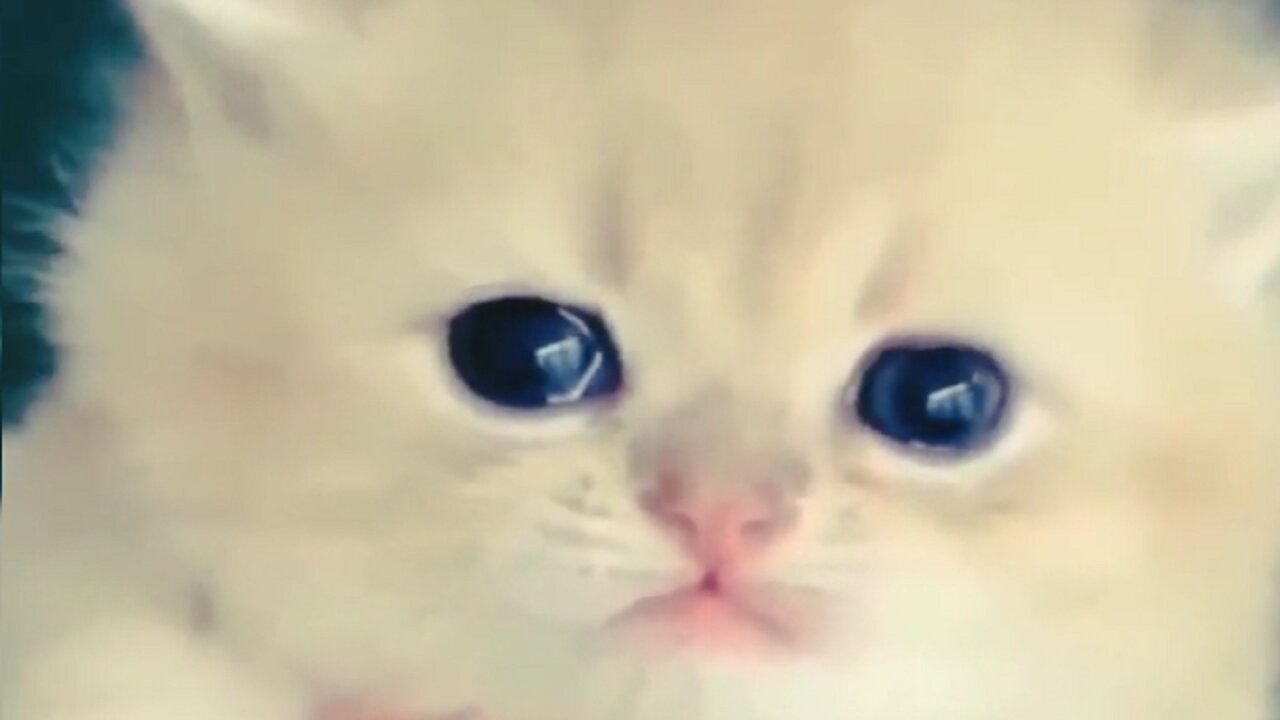 Cute cat crying. Kittens baby. 3