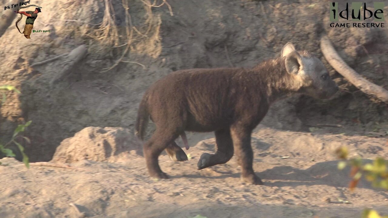 The Other Hyena Den #4 | African Safari Sighting