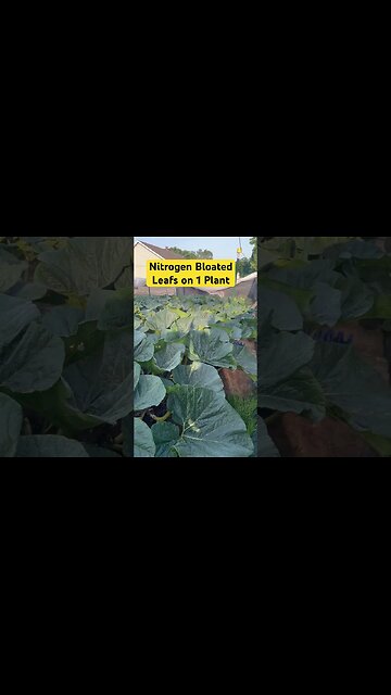 Crazy Garden #GROW #pumpkins #bubba #gardeningtips