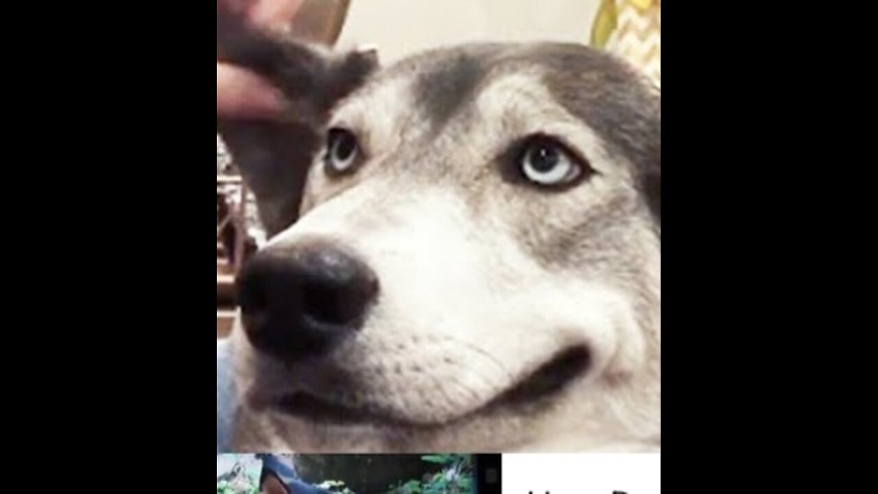 Funny_dogs_to_make_your_day_better_#relaxmydog_#funny_#dogs_#funnydogs_#compilation
