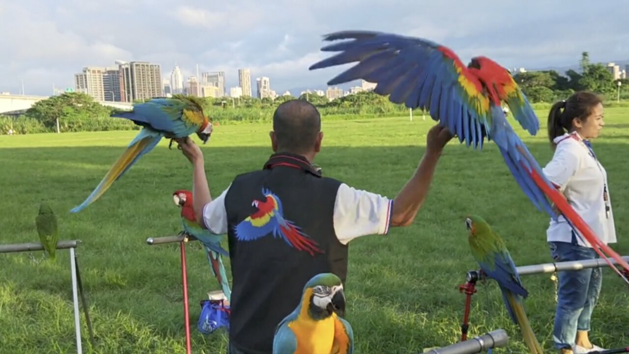 "Cute Parrots, Colorful Birds"