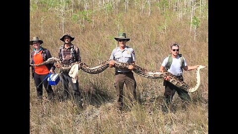 Python Crawls inside the car after striking at it