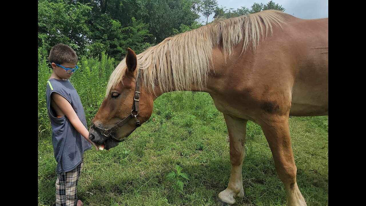 FEEDING WATERMELON TO THE HORSES