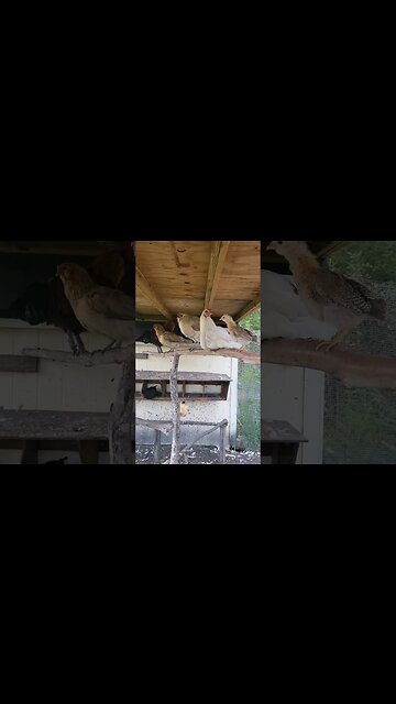 First Time On The Roost #chickens #raisingchickens #chickenshorts