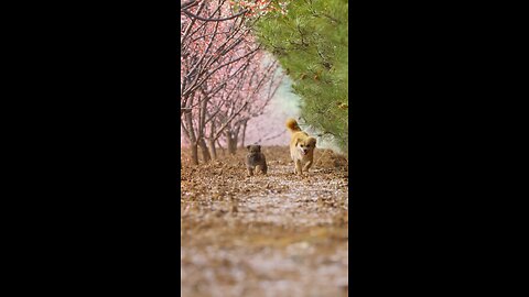 Puppy with family