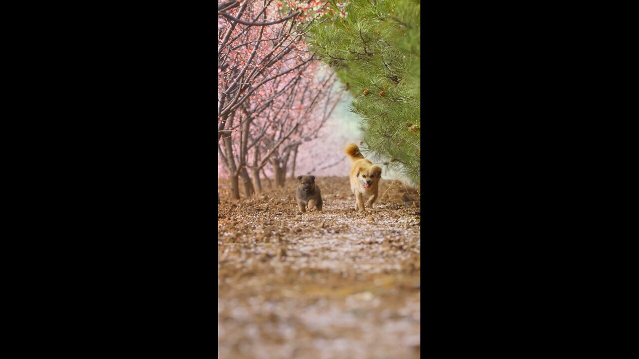 Puppy with family