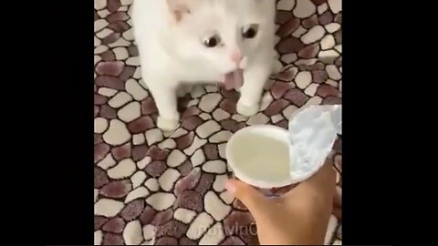 Baby Cat - Cute and Funny Cat