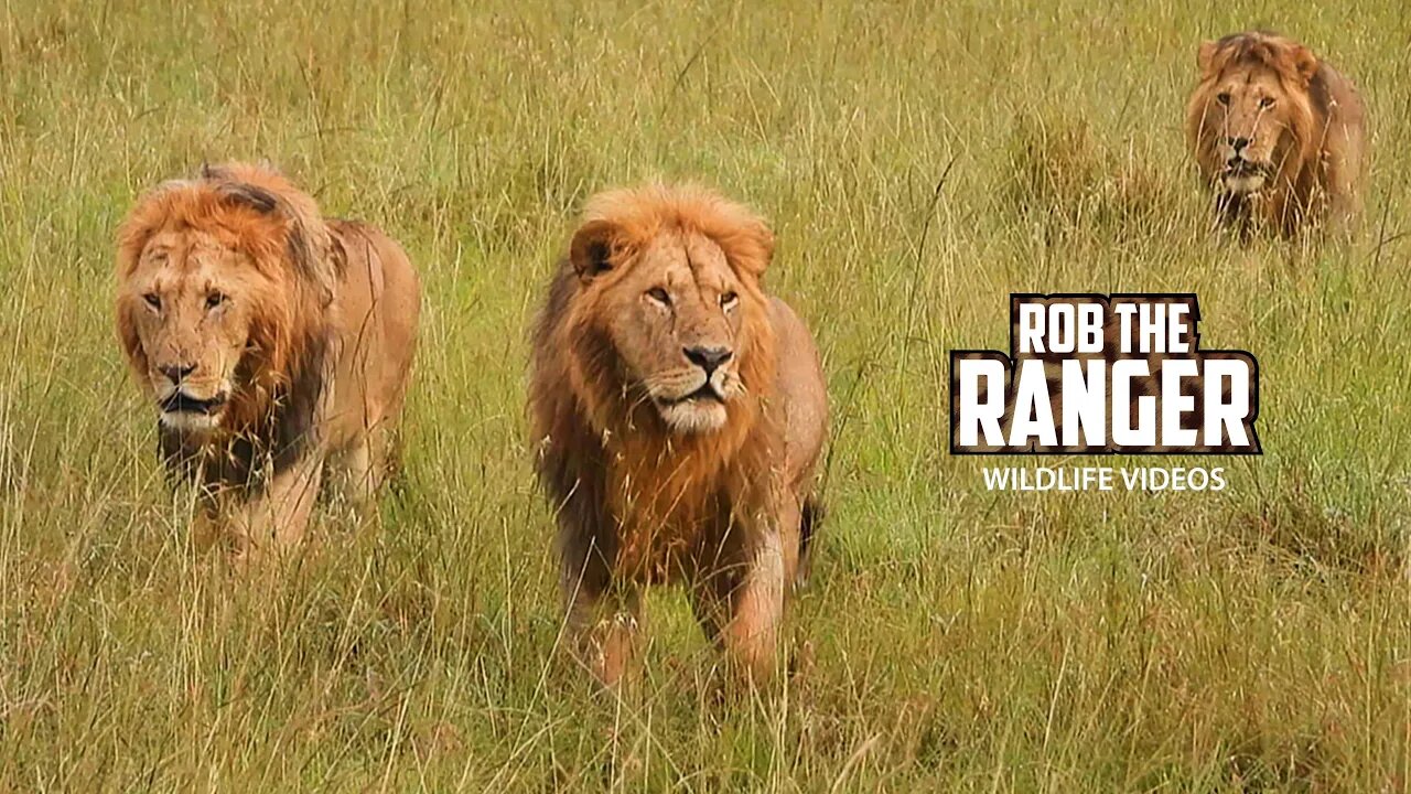 Lions Stalk Impala | Maasai Mara Safari | Zebra Plains