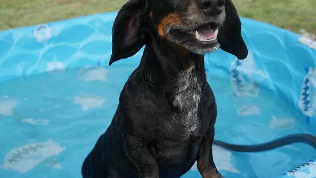 Dog shakes off water at 2,000 frames per second