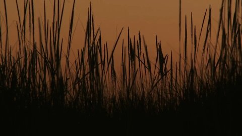 Dusk Grassland