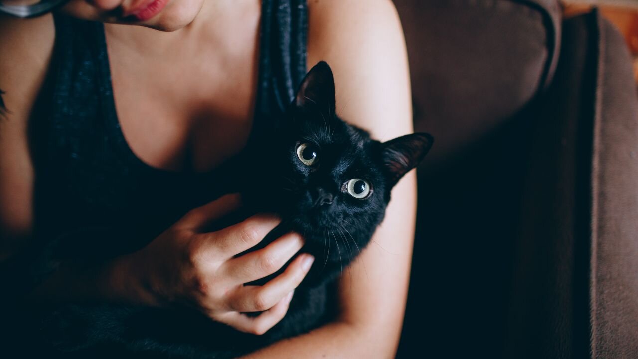 When it comes to stereotypes, 4 in 10 cat owners think black cats bring good luck