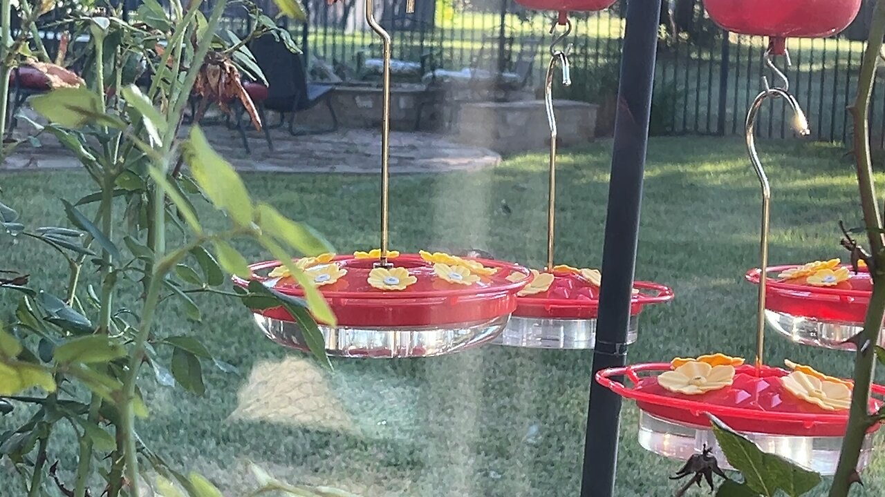 Ruby-throated Hummingbird - Now You’re Just Showing Off!