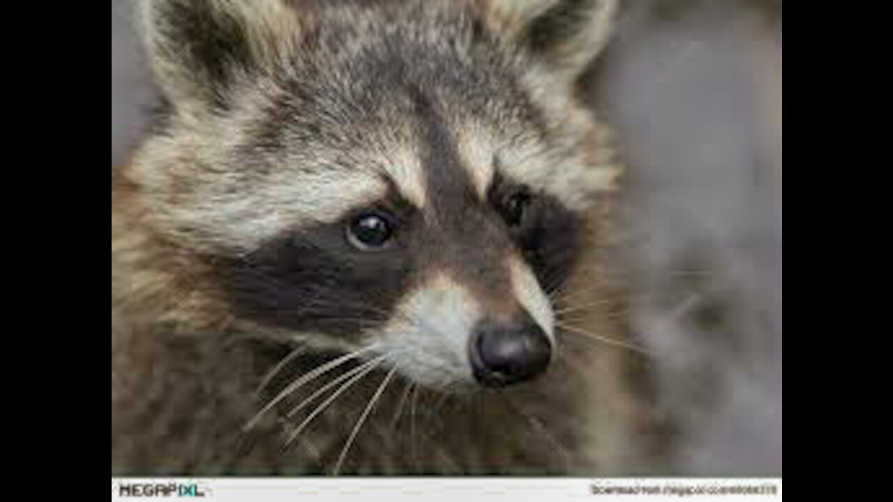 RACCOON UNDER THE MOON!