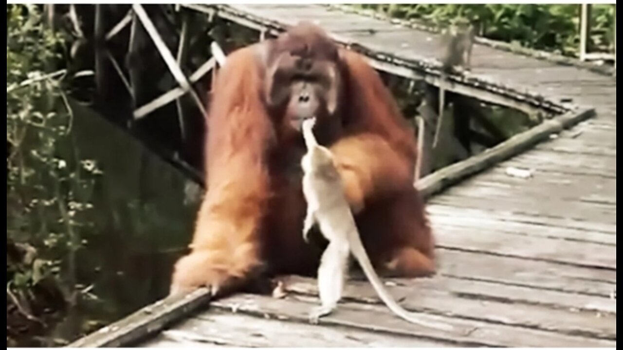 Never Steal a Banana from a Orangutan's Mouth...