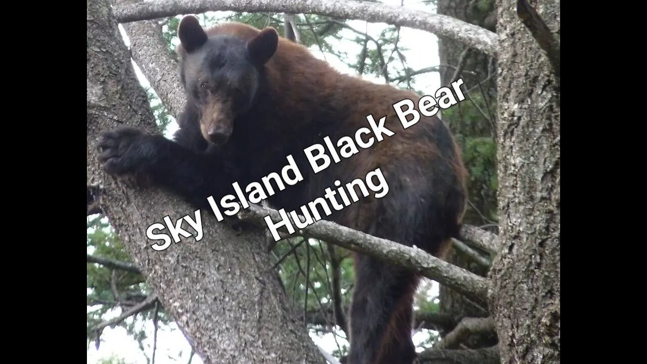 Hound Hunting black bears in the Sky Island region