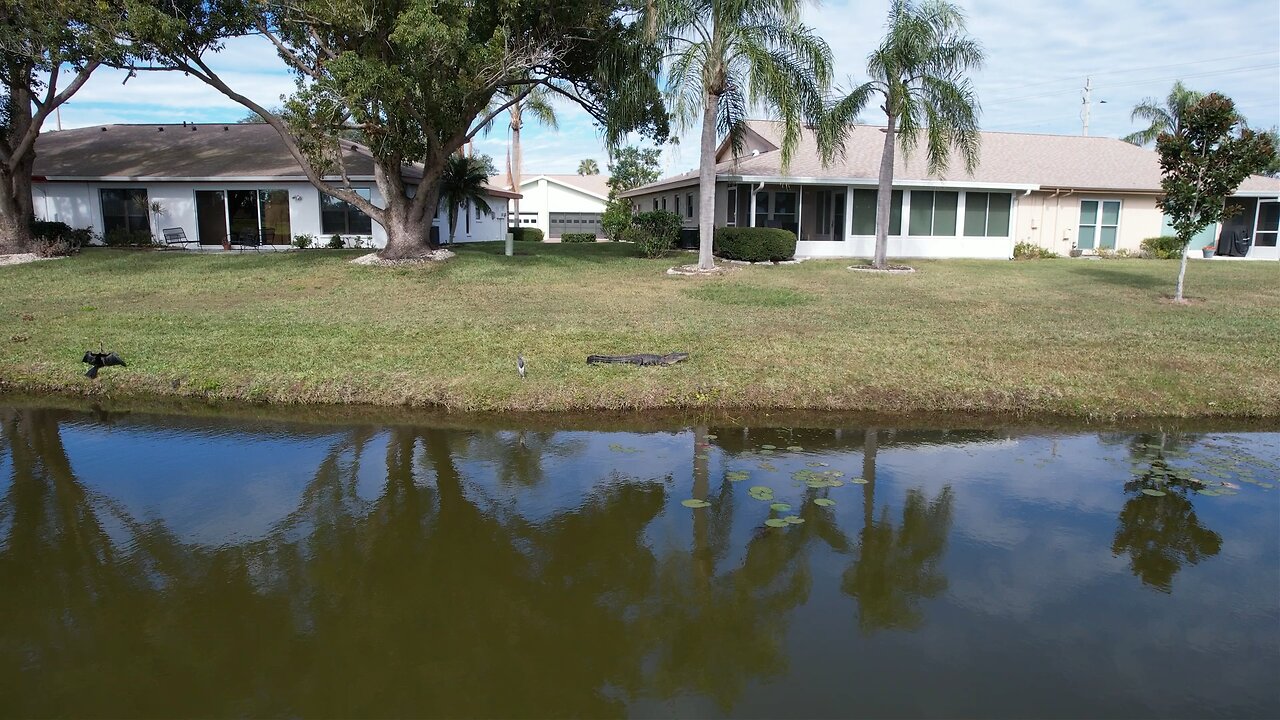 Florida small gator