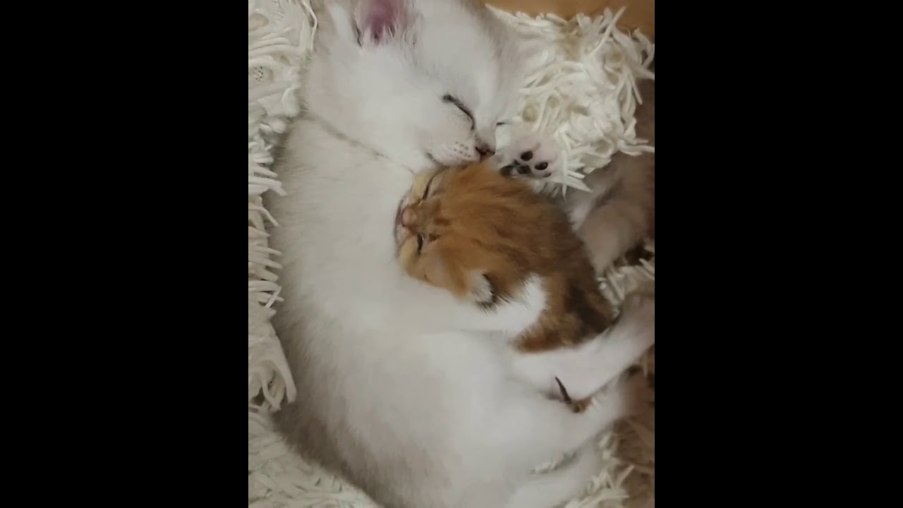 Cat Fun and Fails - Funny Cats Videos 2021