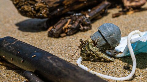 Hermit Crabs Are Replacing Their Shells With Garbage