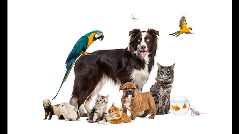 Funny animals cats and dog 2023!!