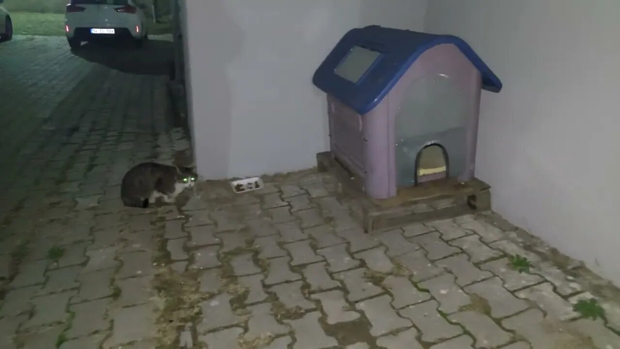 Evin Apartmanın Yanına Site Bahçesine Bir Kedi Evi Koy Bu Kış Sen de Rahat Uyu Onlar da!