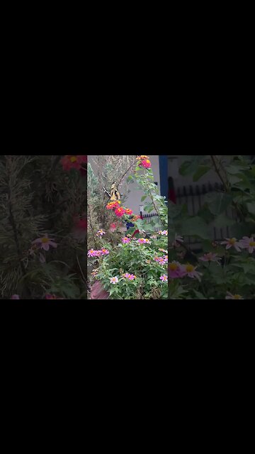 A butterfly migrating south made a stop!