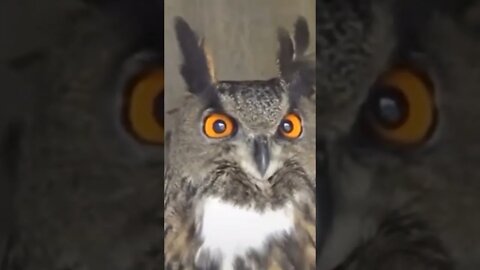 My favorite Owl...