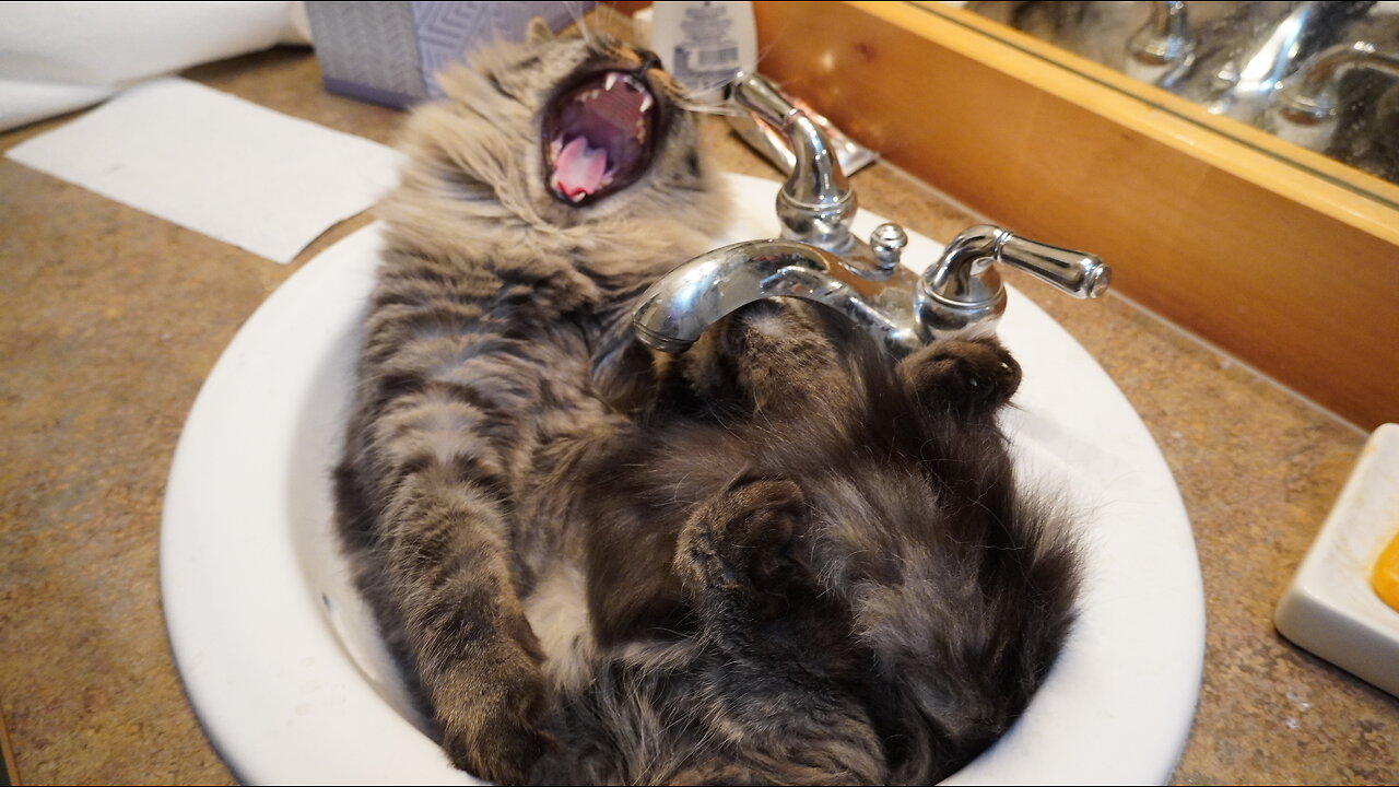 Human Sings To Sink Dwelling Cat While Hysterical Dog Watches Onward With Horrified Fascination