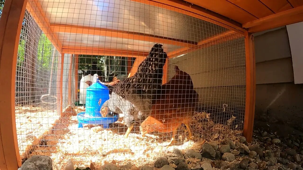 My Backyard Chickens - Episode 53