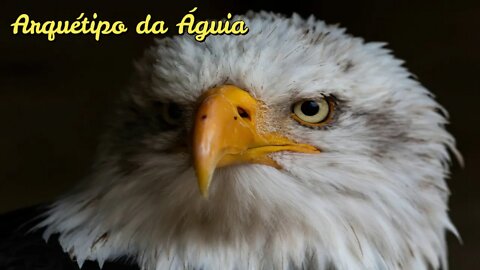 🦅 Série Arquétipos (Arquétipo da Águia)