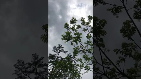 A Moment Out On My Deck With The Wind In The Trees