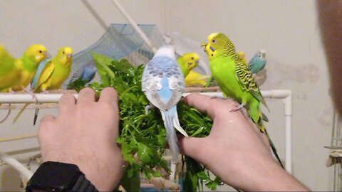 Budgies Eating Veg From My Hand