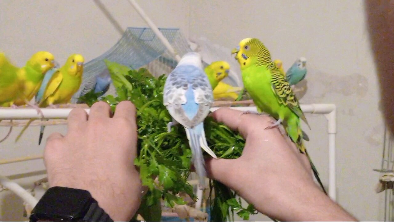 Budgies Eating Veg From My Hand