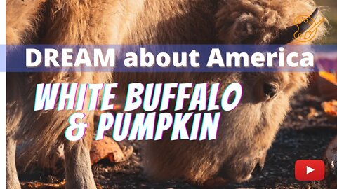 DREAM about America: White Buffalo & Pumpkin head