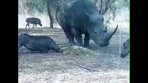 Rhino destroys warthog - Daily Dose of Nature