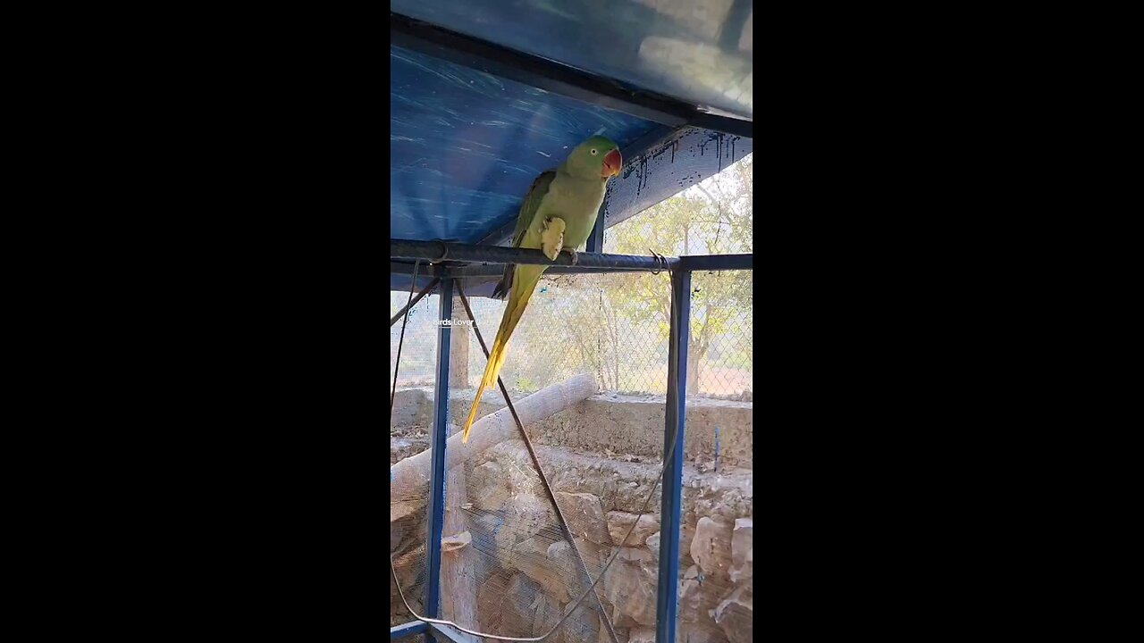 parrots lovers