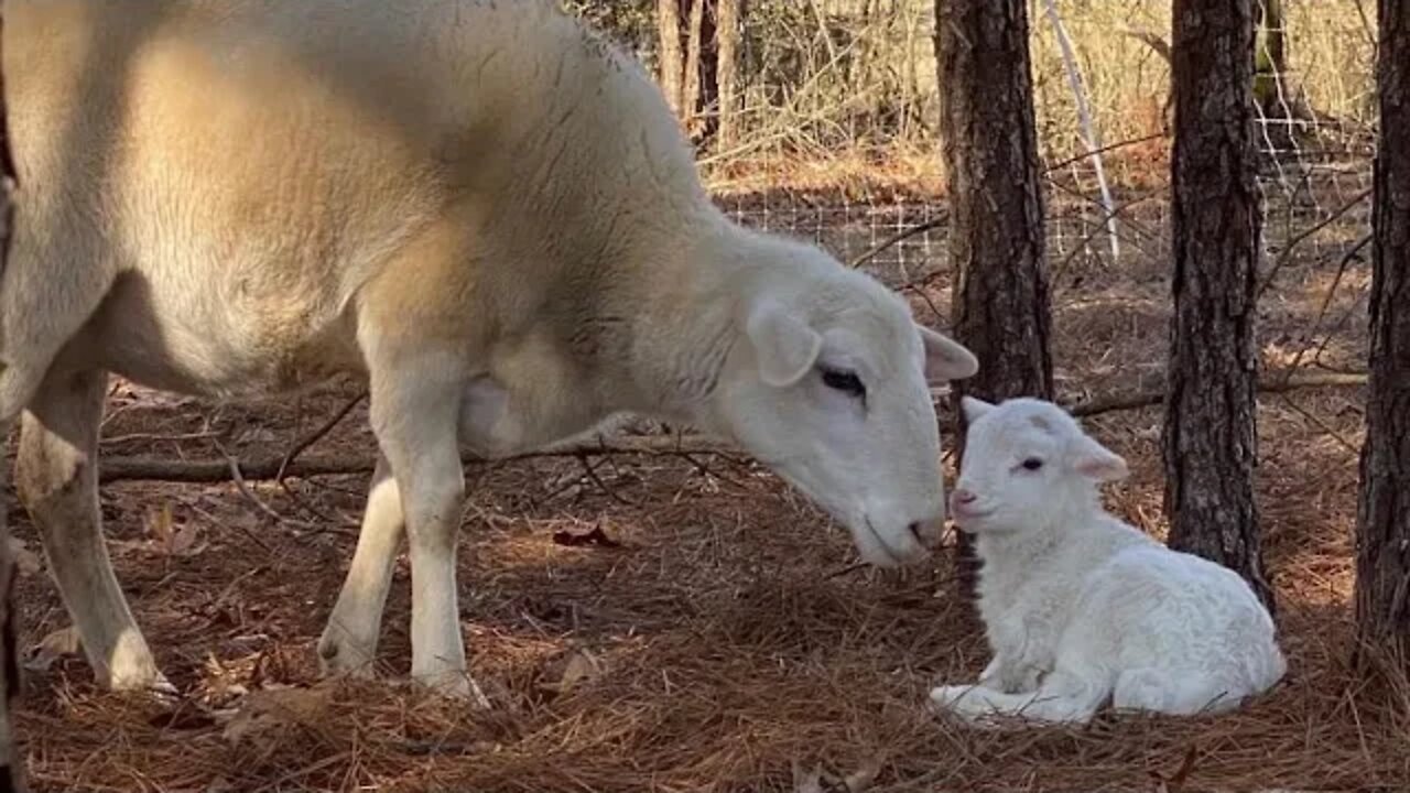 A Day in the Life: Smoke House, Cows, & Surprise Katahdin Lamb!!