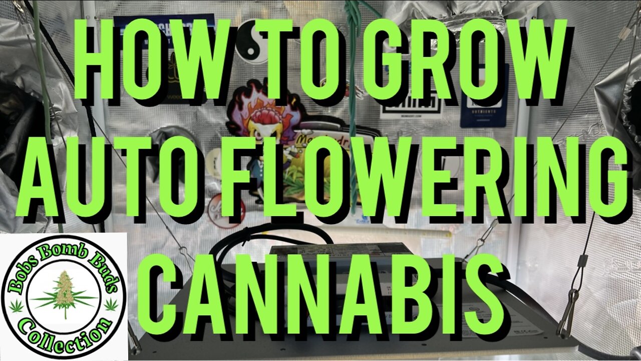 AUTO FLOWERS, How To Grow Auto Flowering Cannabis. Skywalker