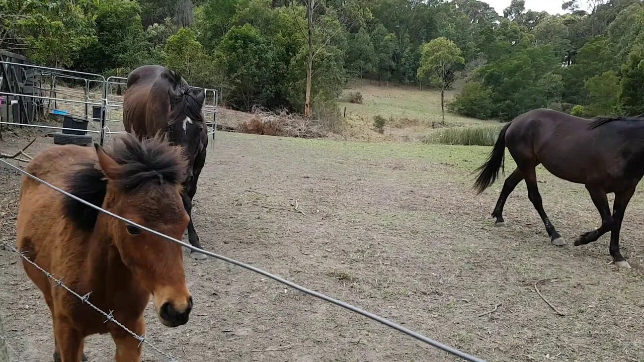 cleo moves the herd.mp4