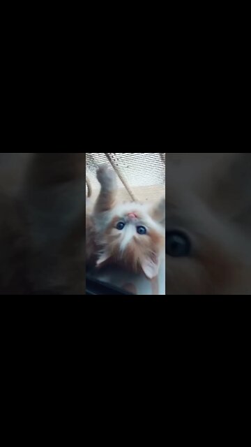 #hayatımıztiktok #youtubeshorts #shorts #cutecat #persiancats #kittens