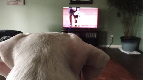 Darla the Dogo Argentino Takes Notes Watching the 2020 AKC National Championship [GUWD#19]