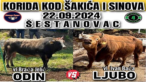 Odin od Jelića vs Ljubo od Ivana Baće Šestanovac