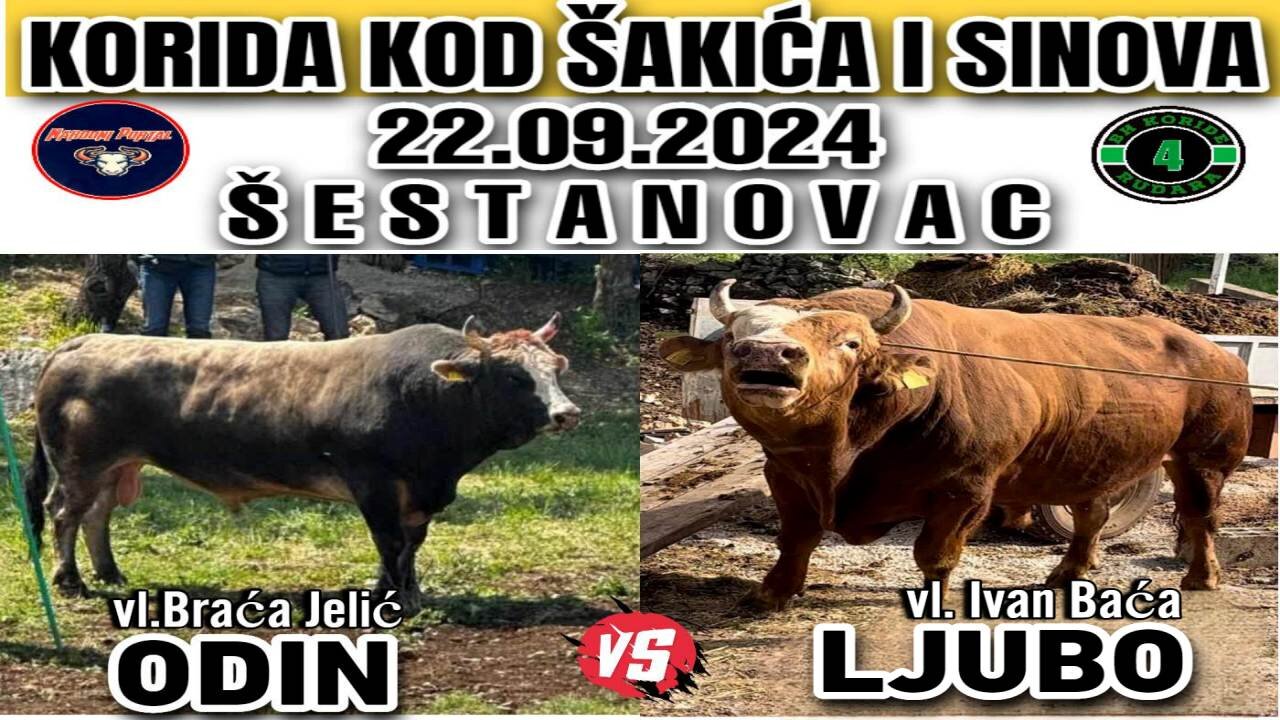 Odin od Jelića vs Ljubo od Ivana Baće Šestanovac