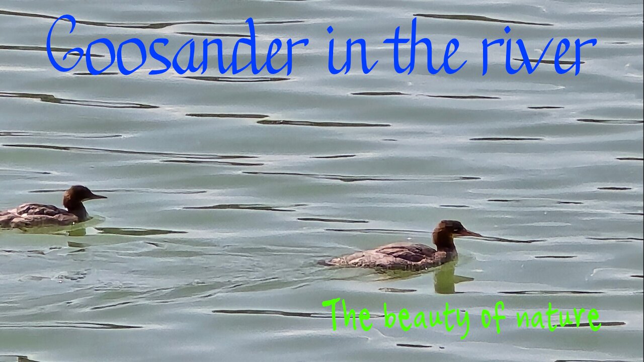 Goosander in the river / beautiful water birds swimming in the water.