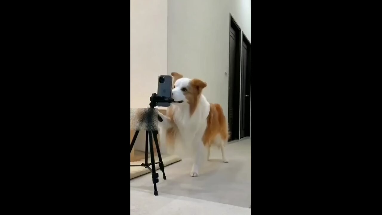 CUTE DOG DANCING