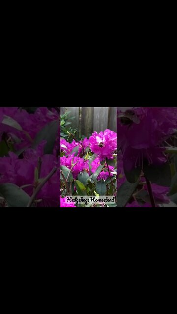 The homestead new and old