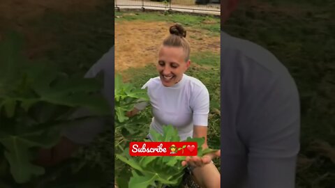 The Anticipation of HER FIRST FIG HARVEST is OVERWHELMING! 🧑‍🌾🌱😂❤️ #shorts #viral #tiktok