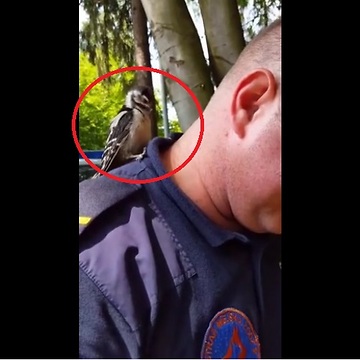 Woodpecker confuses human man for tree