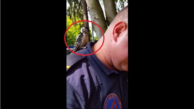 Woodpecker confuses human man for tree