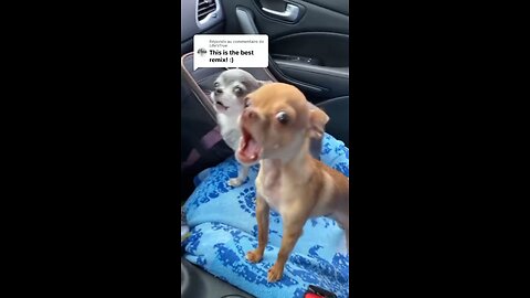 cute 🥰 dog dramatic footage funniest video m c remix