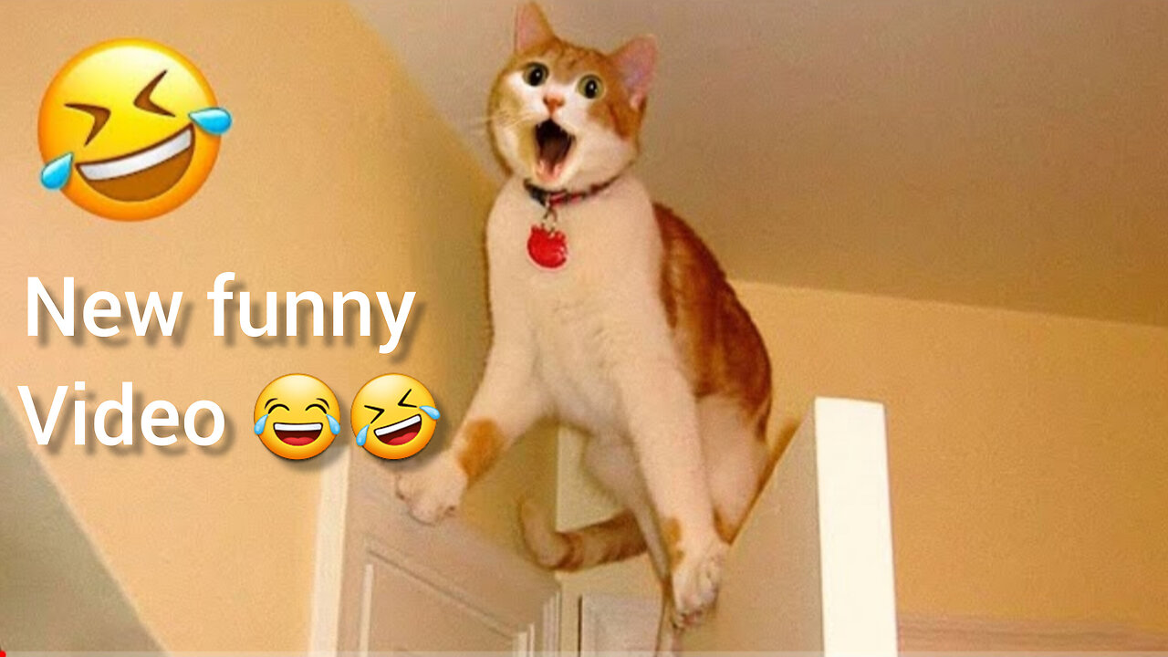 New 2024 funny animal video ||cat ,dog funny video || best funny video 2024 😂🤣